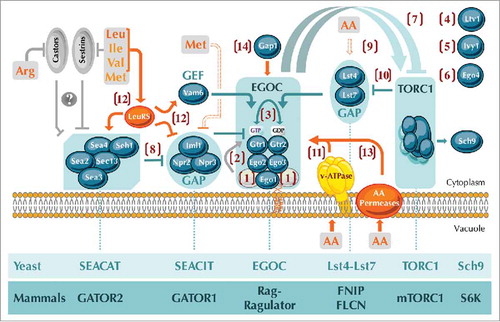 Figure 1. Unsolved questions regarding the amino acid-dependent activation of TORC1 by Rag GTPases and their modulators in yeast. Numbers in brackets refer to the specific questions that remain to be resolved: (1, 2) Is the Gtr1-Gtr2 tethering complex, similar to the mammalian Ragulator, composed of 5 rather than the currently known 3 proteins (Ego1, Ego2, and Ego3) (1), and, if yes, may this potentially pentameric complex exert GEF activity towards Gtr1 (2)? (3) Can the GDP/GTP loading status of Gtr1 impact on the one of Gtr2 and vice versa? (4, 5, 6) What is the role of Ltv1 (4), Ivy1 (5), and Ego4 (6) within the Rag-GTPase-TORC1 network? (7) How do active (i.e. Gtr1GTP-Gtr2GDP) and “inactive” (i.e. Gtr1GDP-Gtr2GTP) Rag GTPases activate and inactivate, respectively, TORC1 in yeast? (8) Does SEACAT negatively regulate SEACIT and, if yes, how? (9) How do amino acids impinge on the Gtr2-GAP complex Lst4-Lst7? (10) Does TORC1 regulate the Lst4-Lst7 complex via a negative feedback loop? (11) Does the v-ATPase mediate vacuolar amino acid signals towards Rag GTPases? (12) By which mechanism does the leucyl-tRNA synthetase signal balanced levels of branched-chain amino acids towards Rag GTPases? (13, 14) Do vacuolar amino acid permeases (13) or the general amino acid permease Gap1 (14) mediate amino acid signals towards Rag GTPases? Yeast SEACAT, SEACIT, EGOC, Lst4-Lst7, and TORC1 complexes have mammalian orthologs coined GATOR2, GATOR1, Rag-Ragulator, FNIP-FLCN, and mTORC1, respectively (lanes below the figure). In addition, the protein kinase Sch9 is the currently best-known bona fide TORC1 target in yeast and is similar to the mammalian TORC1 target S6 kinase (S6K). Color code: grey proteins and arrows/bars refer to mammalian proteins and processes, respectively, while amino acids and focal points that directly sense amino acids are in orange (with the v-ATPase in yellow, as it is currently only known to mediate pH signals towards Rag GTPases). Methionine indirectly prevents the assembly of SEACIT (dashed bar) and specific amino acids directly or indirectly regulate the Lst4-Lst7 complex (dashed arrow). Mammalian Sestrin and Castor proteins sense leucine (and less potently isoleucine, valine, and methionine) and arginine, respectively, and likely (indicated with a question mark) act upstream of the GATOR2-GATOR1 branch. Arrows and bars denote positive and negative interactions, respectively. AA, amino acids; Arg, arginine; Leu, leucine; Ile, isoleucine; Val, valine; Met, methionine; GAP, GTPase activating protein; GEF, guanine nucleotide exchange factor; v-ATPase, vacuolar ATPase. For further details see text.