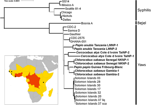 Fig. 1 Phylogenomic analysis of NHP- and human-infecting Treponema pallidum strains.NHP-infecting Treponema pallidum strains are indicated in bold. In this maximum likelihood tree, nodes with less than 95% bootstrap approximation support are indicated with gray lines. Tip labels indicate the NHP species sampled, the country of origin, and the sample ID. The scale is in nucleotide substitutions per site. The inset is a map of Africa showing the sites of origin of NHP samples from which a TP genome was determined (indicated with black circles). The 2013 yaws status of countries, based on the World Health Organization’s Global Health Observatory (http://www.who.int/gho/en/), are indicated by color: gray indicates no previous history of yaws infections in humans, yellow indicates a country previously endemic for yaws for which the current status is unknown, and red indicates countries that are currently considered endemic for yaws
