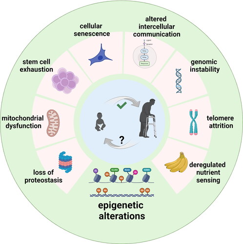 Figure 1. The hallmarks of aging. These key factors represent a framework proposed to comprehensively describe the complex processes that contribute to aging at the cellular and molecular levels. The hallmarks include: Loss of proteostasis (decline in the cellular machinery responsible for maintaining protein homeostasis); Mitochondrial dysfunction (deterioration in mitochondrial function, including reduced energy production and increased generation of reactive oxygen species); Stem cell exhaustion (reduced regenerative capacity due to the depletion or dysfunction of stem cells); Cellular senescence (accumulation of cells that have ceased dividing and often secreting pro-inflammatory molecules); Altered intercellular communication (changes in the communication between cells, leading to the chronic low-grade inflammation known as inflammaging); Genomic instability (accumulation of DNA damage over time, leading to mutations); Telomere attrition (shortening of telomeres with each cell division); Deregulated nutrient sensing (impaired metabolic function as a result of dysregulation of nutrient-sensing signaling pathways). According to the prevailing opinion, one of the identified hallmarks of aging - Еpigenetic changes (alterations in epigenetic marks, such as DNA methylation and histone modifications) most likely has a leading role and controls the aging processes. Modified from López-Otín et al. [Citation2].