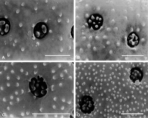 Figure 7 SEM micrographs of exine surfaces and pores: A. Endolepis dioica. B. Atriplex lindleyi. C. Obione canescens. D. Krascheninnikovia lanata. Scale bar – 2 µm.