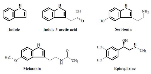 Fig. 1 Indole as an archetypical hormone. The indole nucleus is the basis for a number of important signal molecules in both plants and animals. Reproduced with permission from (8).