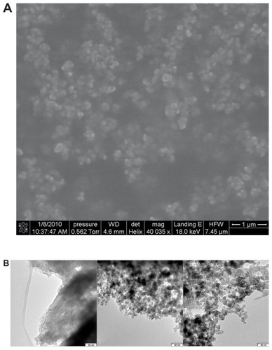 Figure 3 (A) Typical scanning electron micrographs of SPN-GLP-1 (scale bar: 1 μm) and (B) transmission electron microscope image of GLP-1, blank nanomatrix, and SPN-GLP-1.Note: Scale bar: 50 nm.Abbreviations: SPN-GLP-1, silica-based pH-sensitive nanomatrix loaded with glucagon-like peptide-1; GLP-1, glucagon-like peptide-1.