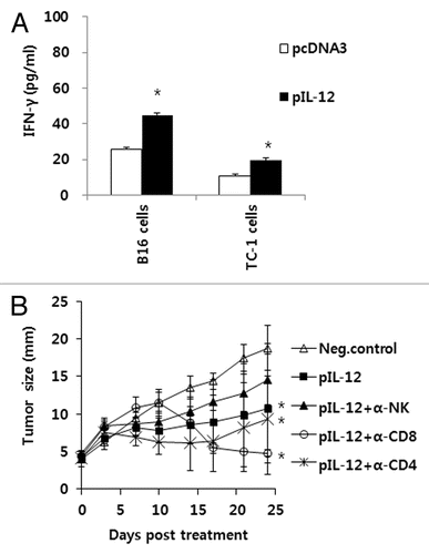 Figure 3. Antitumor effector mechanisms by IM-EP of IL-12 cDNA. (A) Groups of mice (n = 5/group) were injected s.c. with 5 x 105 B16 cells/mouse. When tumor sizes reached 4 mm, the animals received IM-EP of IL-12 cDNA at the dose of 5 μg per mouse at 0, 4 and 11 d. At 16 d, the mice were sacrificed and spleen cells were stimulated in vitro for 3 d with mitomycin C-treated B16 and control TC-1 cells. The cell supernatants were used for measuring IFN-γ using ELISA. (B) Groups of mice (n = 5/group) were injected s.c. with 5 x 105 B16 cells/mouse. When tumor sizes reached 4 mm, the animals received IM-EP of IL-12 cDNA (5 μg/mouse) at 0, 4 and 11 d. Some mice were depleted of CD4+ T cells, CD8+ T cells and NK cells using antibodies, as described in “Materials and Methods.” Tumor sizes were measured as described in Figure 2A. *p < 0.05 compared with pcDNA3 or neg. control.