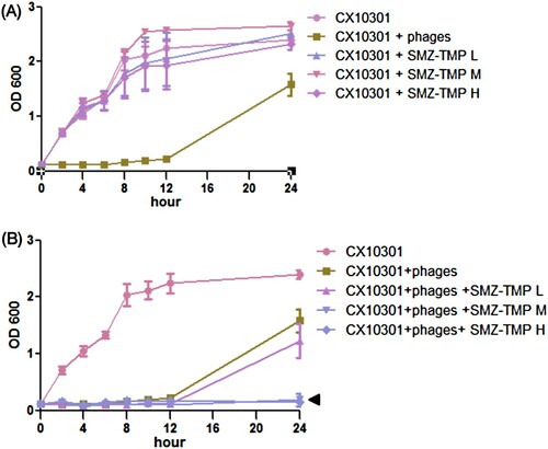 Figure 1. Growth curve of ERKp strain CX10301 under various treatments. (A) Six phages (Kp152, Kp154, Kp155, Kp164, Kp6377, and HD001, 5 × 108 pfu/mL for each phage) were equally mixed to make a phage cocktail III. 10 mL of bacterial culture (OD600 = 0.1) was mixed with 100 µL of phage cocktail III. Cocktail III inhibits the growth of CX10301 for 12 h, and the resistant mutants developed to a high density within 24 h. Trimethoprim-sulfamethoxazole (SMZ-TMP) cannot inhibit the growth of CX10301 at three concentrations. (H = 300 µg/mL SMZ, 100 µg/mL TMP; M = 150 µg/mL SMZ, 50 µg/mL TMP; L = 75 µg/mL SMZ, 25 µg/mL TMP). (B) The combination of higher concentrations of SMZ-TMP (M and H) and cocktail III could significantly inhibit the emergence of phage-resistant mutants. The in vitro experiments were performed in Luria-Bertani liquid medium, and each experiment was repeated three times.