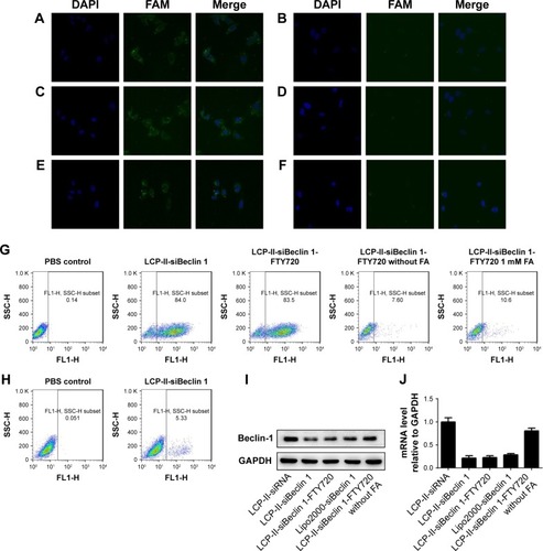 Figure 3 Cellular uptake and distribution of FAM-labeled siRNA encapsulated within LCP-II NPs.Notes: (A) Image of LCP-II-siRNA NPs with FA targeting. (B) Image of LCP-II-siRNA NPs without FA targeting. (C) Image of LCP-II-siBeclin 1 NPs with FA targeting. (D) Image of LCP-II-siBeclin 1 NPs without FA targeting. (E) Image of LCP-II-siBeclin 1-FTY720 NPs with FA targeting. (F) Image of LCP-II-siBeclin 1-FTY720 NPs without FA targeting. (G) The uptake of LCP-II NPs by SMMC-7721 cells was qualitatively confirmed by flow cytometry. (H) The uptake of LCP-II NPs by A549 cells was qualitatively confirmed by flow cytometry. (I) Western blot of Beclin 1 expression in SMMC-7721 cells after treatment with LCP-II-siRNA, LCP-II-siBeclin 1, LCP-II-siBeclin 1-FTY720, lipo2000-siBeclin 1 or LCP-II-siBeclin 1-FTY720 NPs without FA. (J) The Beclin 1 mRNA level in SMMC-7721 cells after treatment with LCP-II-siRNA, LCP-II-siBeclin 1, LCP-II-siBeclin 1-FTY720, lipo2000-siBeclin 1 or LCP-II-siBeclin 1-FTY720 NPs without FA.Abbreviations: FA, folic acid; FTY720, fingolimod; LCP-II NPs, lipid/calcium/phosphate type II nanoparticles; lipo2000, Lipofectamine 2000; siBeclin 1, Beclin 1 siRNA.