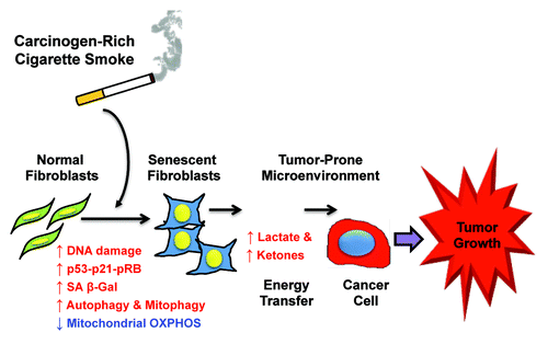 Figure 6. Cigarette smoke exposure metabolically promotes cancer growth via autophagy and premature aging in the tumor microenvironment. Here, we show that CSE-treatment of stromal fibroblasts is sufficient to induce biological markers of autophagy, mitophagy and premature aging (senescence). These autophagic-senescent fibroblasts over-produce L-lactate and ketone bodies, due to the onset of mitochondrial dysfunction. L-lactate and ketone bodies then serve as high-energy mitochondrial fuels to drive anabolic tumor growth and OXPHOS in epithelial cancer cells.