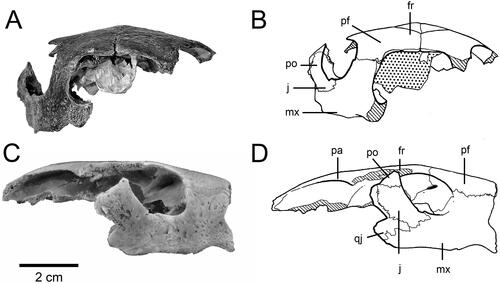 Figure 1. Skull of Carettochelys niahensis sp. nov., SM cb2.9.a, Niah Great Cave, Sarawak, Malaysia. A–B, Anterior view. C–D, Lateral view. Abbreviations used in figures are given in Materials and Methods.