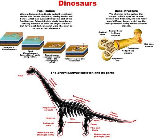 Figure 7. Example of a panel to use in the dinosaur workshop.