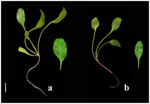 Figure 2 Seedlings developed from seeds of (a) diploid (“Felicita”) and (b) tetraploid (“AD 440”) genotypes 6 weeks after study initiation (bar = 3 cm).