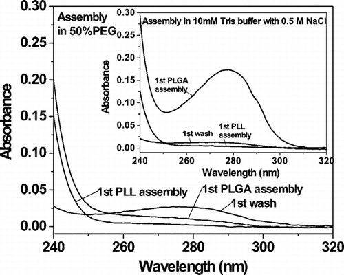 Figure 3 Loss of GOx during encapsulation within a polypeptide multilayer film. The polypeptide assembly solution contained 50% PEG (v/v). Inset, no PEG.