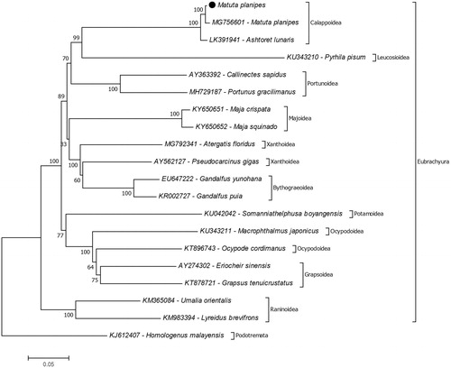 Figure 1. Molecular phylogeny of Matuta planipes in the section Eubrachyura. The species from the section Podotremata represents outgroup. The phylogeny tree reconstructed due to protein-coding genes of mitochondrial genome with maximum likelihood statistical method using MEGA 7 software. mtREV with Freqs (+F) model used for amino acid substitution and bootstrap method replicated 1000 times for the test of phylogeny. The data provided in the present study indicated with black dot.