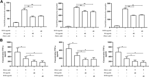 Figure 4 35 kDa B-HA inhibits the production of ROS and TNF-α by human neutrophils in blood vessels. (A) The inhibitory effects of low concentrations (40 μg/mL) of HA and 35 kDa B-HA on the production of ROS in freshly extracted human neutrophils. **Comparison between 2 groups, p<0.01 (n=4). (B) The inhibitory effect of low concentrations (40 μg/mL) of 35 kDa B-HA and 1600 kDa HA on the release of TNF-α by PMA-activated human neutrophils. *Comparison between 2 groups, p<0.05 (n=4).