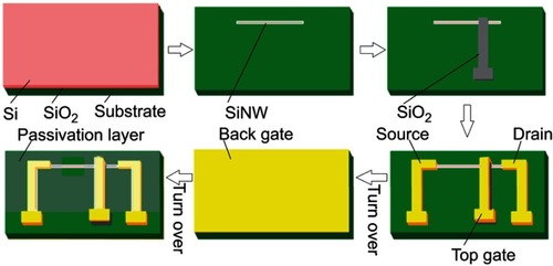 Figure 3 The fabrication process for silicon nanowire devices.Abbreviation: SiNW, silicon nanowire.