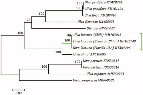 Figure 1. Phylogenomic tree based on maximum-likelihood (ML) analysis of nucleotide sequences of the 13 known Ulva mitogenomes was conducted with 1000 bootstrap replicates using MEGA 7.0. Branch lengths were proportional to the amount of sequence change, which was indicated by the scale bar below the tree.