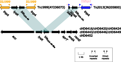 Figure 4 Linear Comparison of blaOXA-48-like-related region and related regions. Genes are denoted by arrows. Shading denotes regions of homology (nucleotide identity ≥90%). Sequences of Tn1999 and Tn2013 are acquired from pOXA-48a plasmid and pKP3-A plasmid on NCBI, respectively, and accession numbers are noted in bracket.