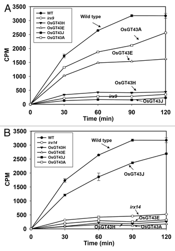 Figure 11. Time course of the xylosyltransferase activity in the microsomes from the wild type, irx9, irx14, and the mutants expressing OsGT43 genes. Microsomes were isolated from stems of 8 independent transgenic lines for each construct. The isolated microsomes were incubated with radiolabeled UDP-xylose and the Xyl4 acceptor, and the xylosyltransferase activity (CPM) was measured by the amount of radiolabeled xylosyl residues transferred onto the acceptor. The data are mean ± SE of 3 technical replicates. (A) Restoration of the xylosyltransferase activity in irx9 by expression of OsGT43A and OsGT43E but not OsGT43H and OsGT43J. (B) Restoration of the xylosyltransferase activity in irx14 by expression of OsGT43J but not OsGT43A, OsGT43E and OsGT43H.