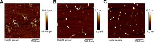 Figure S3 AFM images of the PEI-AgNCs/DNA nanoparticles at different N/P ratios. (A) 1.2×1.2 µm image of DNA structure form. (B) 1.2×1.2 µm image of PEI-AgNCs/DNA at N/P =1.6. (C) 1.2×1.2 µm image of PEI-AgNCs/DNA at N/P =10.8.Abbreviations: PEI-AgNCs, polyethyleneimine-capped silver nanoclusters; AFM, atomic force microscope; N/P, nitrogen:phosphate.