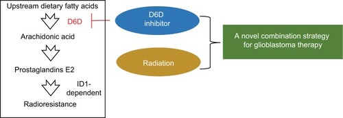 Scheme 1 Proposed mechanisms by which D6D inhibition could reverse the PGE2-ID1-dependent radioresistance in glioblastoma.Abbreviations: D6D, delta-6-desaturase; PGE2, prostaglandin E2; ID1, inhibitor of DNA-binding protein-1.