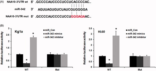 Figure 3. MiR-342 directly target 3′-UTR of Naa10p mRNA. (A) The putative miR-342-binding sequence in the 3′-UTR of Naa10. (B) Luciferase report assay was used to reveal the target role of miR-342 on Naa10p. p < .01 vs. control groups.