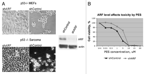 Figure 4 ARF is a determinant of PE S-mediated toxicity. (A) Phase-contrast images of MEFs from the p53-/- mouse, as well as a Sarcoma cell line from the p53-/- mouse, infected with shARF to silence ARF or the control retrovirus shControl, in the presence and absence of 5 uM PES after 8 h. Shown on the right is a representative protein gel blot confirming the silencing of ARF in the MEF line. (B) The p53-/- MEF cell line infected with shARF or shControl was treated with the indicated concentrations of PES for 72 h and cell viability was assessed using the sulforhodamine blue assay. Values shown are the averages of three independent experiments, normalized to the viability of the control (DMSO-treated) cells.