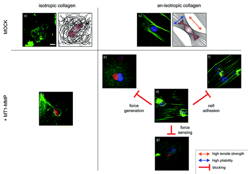 Figure 1. Representative confocal images and schematic representations of melanoma cells (MV3-clone). The cells express either MT1-MMP (+MT1-MMP) or an empty control vector (MOCK) and were exposed to isotropic or an-isotropic matrices of collagen-I for one hour. An MV3 cell expressing (a) an empty control vector or (b) MT1-MMP on an isotropic collagen matrix show that features of the interaction of the cells with the collagen are difficult to detect. (c) The parallel alignment of collagen fibers causes matrix an-isotropy, with high tensile strength along the fibers and high mobility and pliability of the fibers perpendicular to it (arrows). MV3-cells align along the fibers, but show no features of matrix cleavage under control conditions. (d) Expression of MT1-MMP in cells that are exposed to an an-isotropic matrix induces visible matrix defects. However, pharmacological interference with cell adhesion, force generation or force sensing abolishes the cell’s ability to cleave the fibers. (e) The addition of cytochalasin D breaks down the actin network. The cells are still able to attach to the collagen, but unable to generate any force. (f) Blocking α2β1-integrins with antibodies inhibits the cell’s ability to attach to th collagen. The cells squeeze themselves between the collagen layer and the solid support, a process also known as durotaxis. (g) Blebbistatin inhibits non-muscular myosin. Even low concentrations (1 µM) are enough to interfere with the cell’s ability to cleave and bundle the collagen fibers.(scale bar 10 µm).