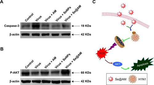 Figure 12 Intracellular apoptotic signaling pathways by Se@AM in H1N1 infection of MDCK cells.Notes: (A) The protein expression of caspase-3. (B) Phosphorylation status expression levels of AKT pathways. (C) The main signaling pathway of ROS-mediated AKT signaling pathways. β-actin was used as loading control.Abbreviations: AM, amantadine; MDCK, Madin–Darby Canine Kidney; ROS, reactive oxygen species; Se@AM, AM-modified SeNPs; SeNPs, selenium nanoparticles; NA, neuraminidase.