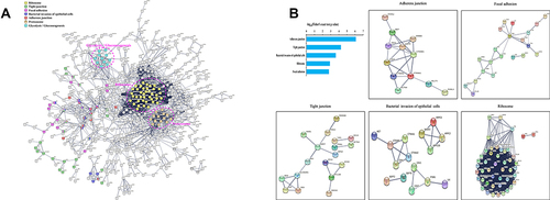Figure 7 Protein-protein interaction networks of differentially ubiquitinated proteins in response to S. agalactiae infection of bovine mammary gland epithelial cells. (A) The network was generated with all identified ubiquitinated proteins using the STRING database (v11.5) and visualized by Cytoscape (V3.8.2). (B) Mapping ubiquitinated proteins belonging to the top 5 KEGG terms enriched in S. agalactiae-infected BMECs to the network by the STRING database. Each dot represents a protein. The colored nodes are significantly ubiquitinated proteins. The edges represent the STRING combined interaction score.