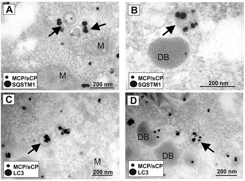 Figure 3. LC3 and SQSTM1 localized to cytoplasmic viral particles. Immunoelectron micrographs of late-stage-infected fibroblasts. HFF cells, infected with BADwt at an m.o.i. = 0.8 for 6 d were co-stained with a 1:1 mix of anti-MCP and anti-sCP mouse monoclonal antibodies and either an anti-SQSTM1 antibody (A, B) or an anti-LC3 monoclonal antibody (C, D), both derived from rabbit, respectively. A secondary antibody, conjugated with gold particles and silver-enhanced, was used. Secondary antibodies against mouse immunoglobulin (MCP/sCP) were conjugated to smaller gold particles, antibodies against rabbit immunoglobulin (LC3, SQSTM1) to larger gold particles. Arrows indicate HCMV virions in the cytoplasm of an infected fibroblast. Both SQSTM1 (A, B) and LC3 (C, D) colocalize with MCP/sCP at viral particles in the cytoplasm. Mitochondria (M) and subviral Dense Bodies (DB) are indicated
