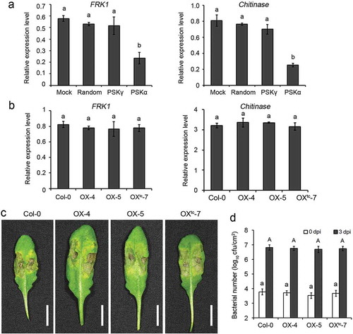 Figure 2. PSK-γ does not influence PTI against Pst DC3000. (a) Treatment of PSK-γ has no effect on expression of PAMP-inducible marker genes. Twelve-d-old wild-type seedlings were treated with 1 μM PSK-γ, or 1 μM PSK-α，or 1 μM randomly arranged pentapeptide (TYQYV)， or buffer without peptide, together with 100 nM flg22, for 12 h. Transcript levels of PAMP-inducible marker genes FRK1 and Chitinase were determined by qRT-PCR. (b) Constitutive expression of GmPSKγ1 does not affect the expression of PAMP-inducible genes. Twelve-d-old seedlings of the indicated genotypes were treated with 100 nM flg22 for 8 h and expression of marker genes were determined by qRT-PCR. In (a) and (b), values represent the mean ± SD of three biological replicates, and normalized against the reference gene AtActin2. (c) Disease symptoms of representative leaves of the indicated genotypes at 3 d post inoculation (dpi) of Pst DC3000. Scale bars, 1 cm. (d) Counting of the bacterial number at 0 and 3 dpi. Different letters indicate significantly different values, P < 0.01, ANOVA test.