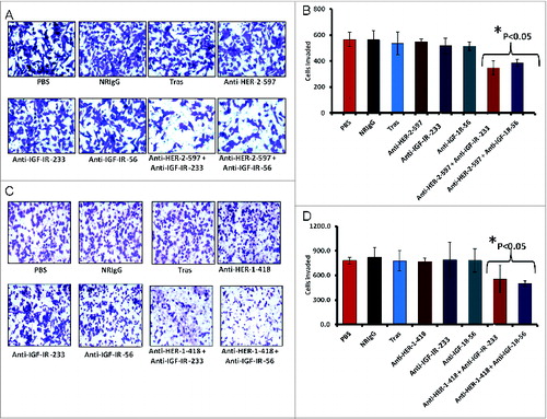 Figure 11. Co-targeting HER-2 and IGF-1R suppresses invasiveness of trastuzumab-resistant breast cancer cells. (A and B) JIMT-1 cells were pretreated for 48 h with the indicated inhibitors before being seeded in Boyden matrigel-coated chambers with 10% FBS. After 24 h, invasion was measured by taking photos and counting the number of invaded cells in 10 random fields; results represent the average of triplicates per group. Representative photos (A) and quantitation of the invasive cells under the different treatment conditions (B). (C and D) Similar inhibition of invasive capabilities of JIMT-1 cells were observed via co-targeting HER-1 and IGF-1R. Boyden chamber migration and invasion assay was performed as described above; photographs (C) and quantitative results of invasive cell number are shown in (D). Results are an average of 2 different experiments and error bars represent the mean ± S.D.. Statistical analysis demonstrated that combination treatment with HER-2 and the IGF-1R vaccine antibodies or HER-1 and IGF-1R vaccine antibodies significantly (p < 0.05) inhibited invasion.