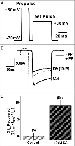 Figure 7. Prepulse facilitation of ICa in VD4 interneurons in the presence of DA. A, The prepulse protocol employed in whole cell voltage clamp recordings of VD4 interneurons. B, Representative traces of ICa evoked by the test pulse without (solid line) and with (dashed line) a prepulse, in the absence or presence of DA. C, Significant recovery of ICa by prepulse depolarization is observed only in the presence of DA. * p < 0.05.