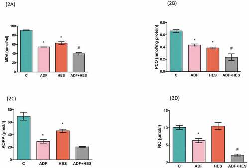 Figure 2. Effect of hesperidin supplementation on biomarkers of oxidative stress in rats. (2a) Malonyldehyde (MDA) content in erythrocytes in unit nmol/ml. * significantly lower (p < 0.05) in comparison to control # significantly lower (p < 0.05) when compared to ADF group (2b) Protein carbonyl (PCO) content reported as nmol/mg protein. * significant decrease (p < 0.05) when compared to control, # significant decrease (p < 0.05) in comparison with ADF group. (2c) Advanced oxidation protein products (AOPP) measured as µmol/l. * significant decrease (p < 0.05) in comparison to control group. (2D) Nitric oxide (NO) level expressed as µmol/l. * significant decrease (p < 0.05) when compared to control; # significant decrease (p < 0.05) with respect to ADF group. C- control; ADF- alternate day fasting; Hes- hesperidin; ADF+Hes- alternate day fasting+ hesperidin.
