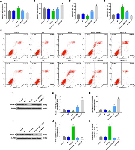 Figure 5. The effects of CDKN1B, siCDKN1B alone and combined with miR-342-5p on cell viability and apoptosis. A: Cell viability were detected by CCK-8, after transfection with mimic or/and CDKN1B. B: Cell viability were detected by CCK-8, after transfection with inhibitor or/and siCDKN1B. C: CDKN1B promoted apoptosis, reversed the effect of mimic on apoptosis. D: SiCDKN1B inhibited apoptosis, reversed the effect of inhibitor on apoptosis. E: The apoptosis rate in different groups was detected by flow cytometer. F: CDKN1B protein expression were detected by WB, after transfection with mimic or/and CDKN1B. G: CDKN1B increased CDKN1B protein expression, reversed the effect of mimic on CDKN1B protein expression. H: CDKN1B increased CDKN1B mRNA expression, reversed the effect of mimic on CDKN1B mRNA expression. I: CDKN1B protein expression were detected by WB, after transfection with inhibitor or/and siCDKN1B. J: SiCDKN1B decreased CDKN1B protein expression, reversed the effect of inhibitor on CDKN1B protein expression. K: SiCDKN1B decreased CDKN1B mRNA expression, reversed the effect of inhibitor on CDKN1B mRNA expression. CDKN1B, siCDKN1B, scramble negative controls, miR-342-5p inhibitor and miR-342-5p mimic were used for transfection, and divided into CDKN1B group, siCDKN1B group, NC group, inhibitor group, mimic group. And cells were co-transfected with miR-221-3p mimic and CDKN1B plasmid (mimic + CDKN1B group), as well as miR-221-3p inhibitor and siCDKN1B (inhibitor + siCDKN1B group). *p < 0.05 vs. control, **p < 0.01 vs. control; #p < 0.05 vs. NC, ##p < 0.01 vs. NC; ^p < 0.05 vs. mimic or inhibitor, ^^p < 0.01 vs. mimic or inhibitor; △p < 0.05 vs. CDKN1B or siCDKN1B, △△p < 0.01 vs. CDKN1B or siCDKN1B.