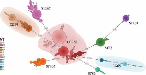 Figure 2. Minimum spanning tree representing one of the potentially many relationship which link the isolates belonging to the different high-risk clones. Numbers on the branches indicate the Single Nucleotide Polymorphisms differentiating the connected Sequence Types.