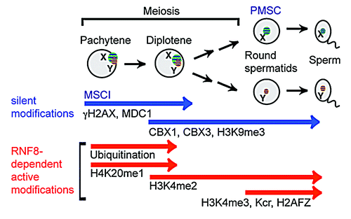 Figure 1. Schematic of epigenetic programming on the sex chromosomes in spermatogenesis of mice. In the pachytene stage, unsynapsed X and Y chromosomes are silenced (MSCI) and form a silent compartment XY body (or sex body). The DDR pathway centered on γH2AX and MDC1 initiates MSCI. Chromosome-wide silencing of the sex chromosomes persists into post-meiotic round spermatids. In the round spermatids, the sex chromosomes occupy a silent compartment, PMSC. Silent epigenetic modifications (CBX1, CBX3, H3K9me3) on the sex chromosomes are maintained from meiosis to round spermatids. The RNF8-dependent active modifications are shown by red bars.