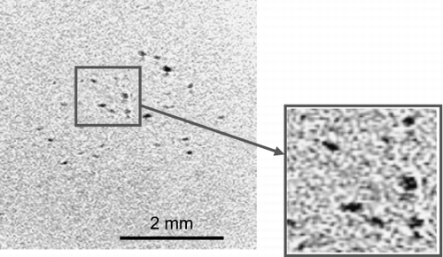 Figure 3. Slice obtained from the 3D SPGR acquisition of the SPIO labeled cell suspension with 225 cells (0.0225 × 103/µl concentration). Cells appear as signal voids from susceptibility induced signal dephasing from SPIOs in membrane‐bound organelles. Imaging parameters: TR = 108.00 ms; TE = 15.36 ms (partial echo); Flip = 60°; FOV = 1.0 × 1.0 cm2; Matrix = 512 × 384; NEX = 8.0; scan time = 3 hours. Scanned resolution = 20 × 26 × 200 µm3. Reconstruction resolution = 20 × 20 × 100 µm3. (View this art in color at www.dekker.com.)