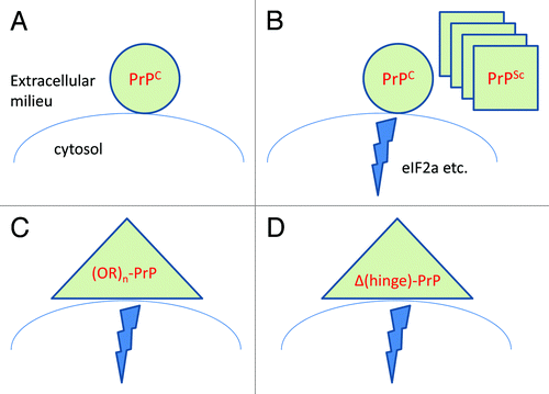 Figure 2. The cellular prion protein is absolutely required for the toxicity of infectious prions (A),Citation39 implying that PrPSc exerts neurotoxicity by docking to PrPC (B). This toxicity may also be elicited by PrP variants occurring naturally, such as PrP carrying supernumerary octapeptide repeats (C), or experimentally constructed toxic variants such as PrP versions carrying deletions of the hinge region (D). It was recently discovered that prion infection results in a chain of events that ultimately quenches protein translation,Citation23 but it remains to be seen whether the toxicity elicited by PrP mutants (Panels C and D) utilizes the same pathway.