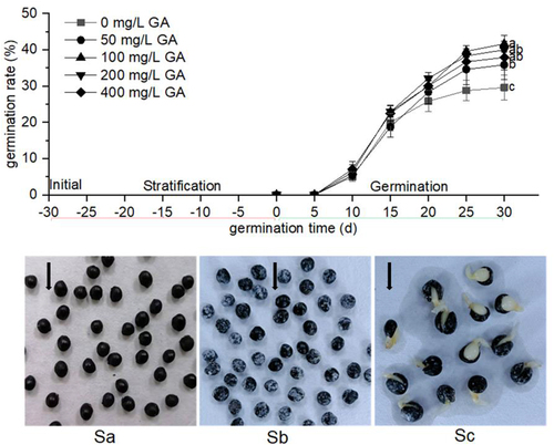 Figure 1. Germination process of Z. nitidum seeds. (a) germination rate, (b) Appearance of the three seed samples analyzed in this study (Sa: dry seeds; Sb: stratified seeds; Sc: Germinated seeds.).
