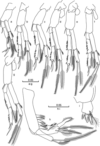 Figure 6. Cteniobathynellaboutini boutini sp. n. Male holotype. (a) Thoracopod I; (b) thoracopod II; (c) thoracopod III; (d) thoracopod IV; (e) thoracopod V; (f) thoracopod VI; (g) thoracopod VII; (h) uropod (latero-external view); (i) furcal rami (dorsal view). Scale bars in mm.