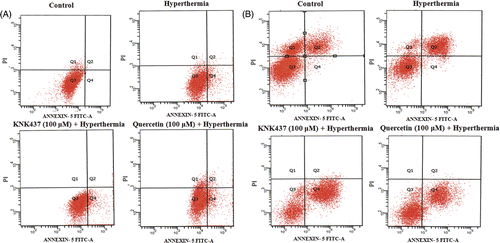 Figure 4. Effects of hyperthermia, KNK437 and quercetin on the induction of apoptosis in PC-3 (A) and LNCaP (B) cells. Cells were preincubated and treated with drugs and hyperthermia as described in Figure 2. Cells treated with hyperthermia and drugs were trypsinised and centrifuged at 1200 g for 5 min at 4°C. An apoptosis detection kit (Biosource International) was used to determine the extent of apoptosis 24 h after treatments. Cell pellet was incubated with annexin-V FITC and PI and incubated at room temperature for 15 min in the dark. Cells were analysed by flow cytometer within 1 h of staining. A minimum of 10,000 cells were collected for each sample. Flow cytometric analysis of the apoptotic cells is shown. The vertical scale represents PI and the horizontal scale represents annexin-V conjugated by FITC. Viable cells, annexin-V-/PI-; dead cells, annexin-V-/PI + ; early apoptotic cells, annexin-V + /PI-; late apoptotic cells, annexin-V + /PI + . Results are representative.