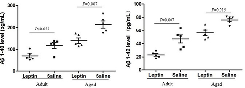 Figure 1 Influence of leptin on the levels of Aβ1-40 (Left) and Aβ1-42 (Right) in the adult + leptin group, adult + saline group, aged + leptin group and aged + saline group.