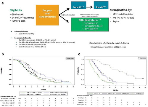 Figure 3. ‘TOCA 5’ Phase 2/3 clinical trial of Toca 511/Toca FC for recurrent high-grade glioma (HGG). (a) Study design of TOCA 5 trial. This was the largest randomized study conducted in the setting of recurrent HGG. GBM: glioblastoma multiforme, AA: anaplastic astrocytoma, IDH1: isocitrate dehydrogenase-1, KPS: Karnofsky Performance Score, SOC: standard of care. (b) Kaplan–Meier plot of overall survival by time from last Temozolomide treatment to randomization (ITT population). (c) Kaplan–Meier plot of overall survival by number of Toca FC cycles in the Phase 2/3 trial (intention-to-treat (ITT) population)
