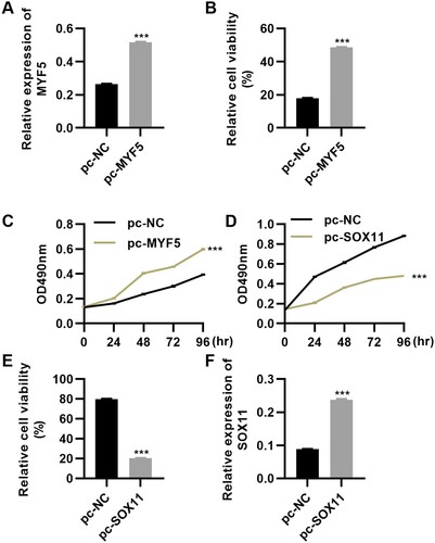 Figure 5. Regulation of myf5 and sox11 overexpression in in vitro cultured cells. (A-C) pcDNA3-FLAG3-myf5 plasmid upregulates myf5 expression, and myf5 overexpression promotes MSC viability (B) and proliferation (C). (D-E) sox11 overexpression decreases tumor cell proliferation (D) and viability (E). (F) pcDNA3.1-sox11 plasmid upregulates the expression level of sox11. n = 6 in each group. ***P < 0.001. n.s., not significant. Mann–Whitney U test.