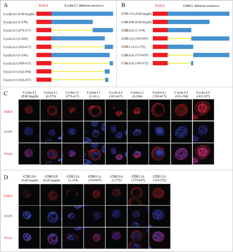 Figure 2. Identification of nuclear localization signal (NLS) in cyclin L1 and CDK11. (A) Schematic representation of the DsRed-tagged cyclin L1 deletion constructs. (B) Schematic representation of the DsRed-tagged CDK11 deletion constructs. (C) Amino acid residues 362–394 of cyclin L1 contribute to the nuclear localization. The full-length and various deletion fragments of cyclin L1 were transfected into BmNS cells and the distribution of fusion protein were determined at 48 h post transfection by immunostaining. (D) Amino acid residues 345–372 of CDK11 A/B contribute to their nuclear localization. The distribution of fusion protein was analyzed by using confocal microscopy.