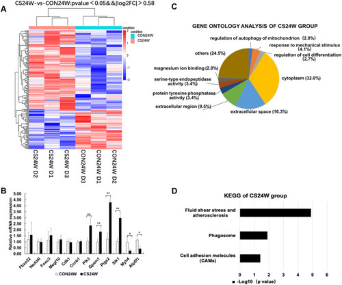 Figure 4 Hierarchical clustering, Go Ontology, KEGG pathway analysis and real-time PCR verification of rat diaphragms muscle from CON24W and CS24W. (A) Hierarchical clustering revealed that gene expression profiles were separated based on 24W of CS exposure. (B) Real-time PCR verification of two differential genes and six non-differential genes, confirming the results of the mRNA levels of genes of interest revealed by microarray. Data presented as mean±SD, * P<0.05 and **P<0.01 vs control group; n=6 per group. (C) Gene Ontology analysis showed the mostly affected biological process, cellular component, and molecular function. Significantly enriched GO terms from differentialgenes in the CS24W group included regulation of autophagy of mitochondrion and regulation of cell differentiation in biological processes, cytoplasm in cellular components, protein tyrosine phosphatase activity and serine-type endopeptidase activity in molecular functions, respectively. (D) KEGG pathway analysis demonstrated that several pathways were regulated by CS exposure. The top 20 pathways of enrichment analysis KEGG differential genes in the CS24W group included phagosome (four up-regulated genes).