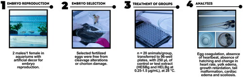 Figure 1. Experimental design with zebrafish embryos.