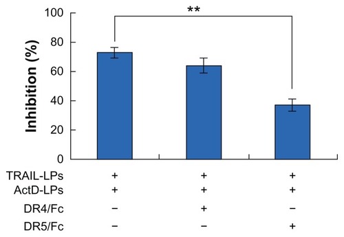 Figure 7 ActD liposomes enhance TRAIL liposome-induced cell inhibition through upregulation of DR5. A-549 cells were treated with ActD liposomes (1 μg/mL) and TRAIL liposomes (100 ng/mL) in the presence or absence of DR4/Fc chimera (1000 ng/mL) or DR5/Fc chimera (1000 ng/mL).Notes: **P < 0.01. Cell inhibition was tested using the MTT assay.Abbreviations: TRAIL, tumor necrosis factor-related apoptosis-inducing ligand; ActD, actinomycin D; LPs, liposomes.