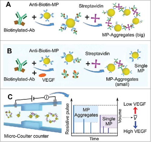 FIGURE 1. Schematic of the sensing principle of the competitive immuno-aggregation assay. A) In the absence of VEGF, microparticles (MPs) functionalized with biotinylated VEGF antibody (Ab) form aggregates via biotin-streptavidin (SA) specific binding. Hence, the average volume of all particles/aggregates within the solution increases once SA is added. B) When VEGF is added, the VEGF protein competes with the anti-biotin MPs to bind biotinylated VEGF Ab during the conjugation process, leading to decreased aggregation of the MPs. C) The average particle/aggregate volume can be accurately detected by the micro-Coulter counter. The average volume of all particles/aggregates from each sample can be used to estimate the VEGF concentration.