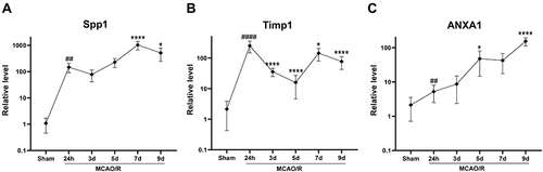 Figure 9 Time course of SPP1/TIMP1/AnxA1 mRNA expression in the ischemic penumbra of rats after MCAO/R. (A) SPP1, (B) TIMP1, (C) AnxA1. Mean ± SEM, n = 6, ##p < 0.01, ####p < 0.0001, vs Sham group. *p < 0.05, ****p < 0.0001, vs MCAO/R 24h group.