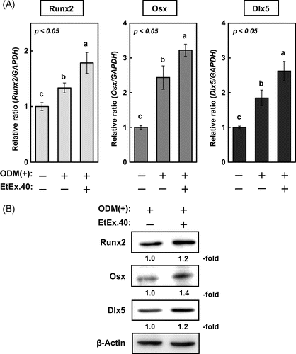 Fig. 2. mRNA and protein expression of osteoblast differentiation-related molecules in MC3T3-E1 cells treated with EtEx.40.Note: (A) mRNA expression of Runx2, Osx, and Dlx5 in ODM plus EtEx.40 (20 μg/mL) or a vehicle (DMSO) for 3 d was assessed by using real-time PCR. Data are expressed as the mean ± SE (n = 9; p < 0.05). (B) Runx2, Osx, and Dlx5 expression in ODM-stimulated osteoblastogenesis. A representative blot from three independent experiments is shown.